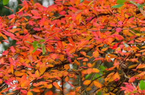 Copperleaf Dwarf (Acalypha wilkesiana) - PlantologyUSA - Large 24-30"