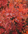 Copperleaf Dwarf (Acalypha wilkesiana) - PlantologyUSA - Large 24-30"