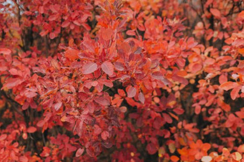 Copperleaf Dwarf (Acalypha wilkesiana) - PlantologyUSA - Large 24-30"