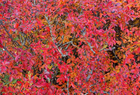 Copperleaf Dwarf (Acalypha wilkesiana) - PlantologyUSA - Large 24-30"