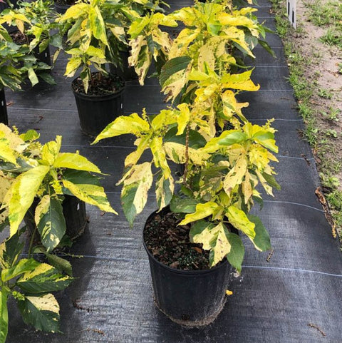 Copperleaf Java Whitefor Sale | PlantologyUSA.com – Plantology USA