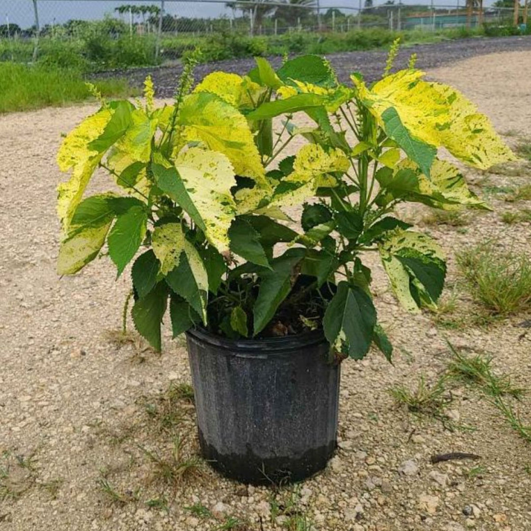 Java Copper Leaf Copperleaf Java Whitefor Sale | PlantologyUSA.com – Plantology USA