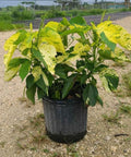 Copperleaf Java White - PlantologyUSA - 2-3.5 feet