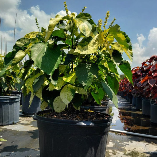 Copper Leaf Plant Benefits