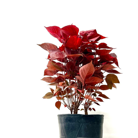 Copperleaf LA Red (Acalypha wilkesiana) - PlantologyUSA - 3 gallon