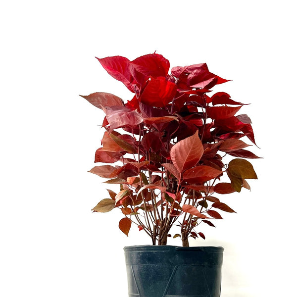 Copperleaf LA Red (Acalypha wilkesiana)