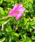 Coral Creeper (Barleria repens 'Pink Star') - PlantologyUSA - Small