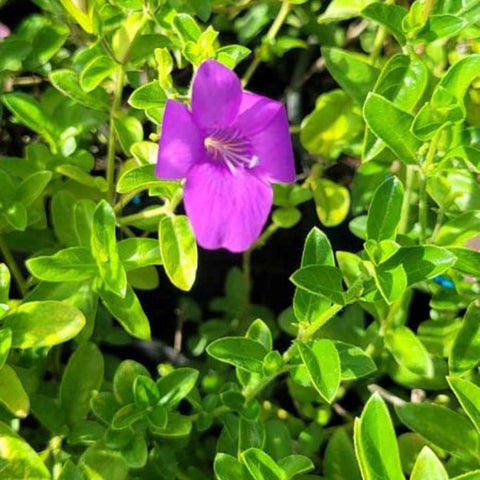 Coral Creeper (Barleria repens 'Purple') - PlantologyUSA - Small