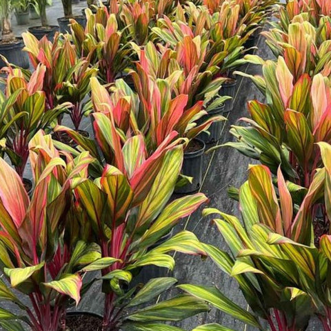 dracaena cordyline harlequin Cordyline Harlequin Cane (Cordyline Terminalis)
