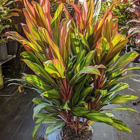cordyline house plant Cordyline Harlequin Cane (Cordyline Terminalis) – Plantology USA