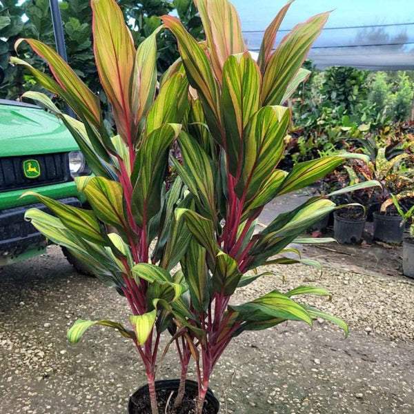 dracaena cordyline harlequin Cordyline Harlequin Cane (Cordyline Terminalis) – Plantology USA
