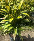 Cordyline Kiwi (Cordyline fruticosa) - PlantologyUSA - 3 Gallon