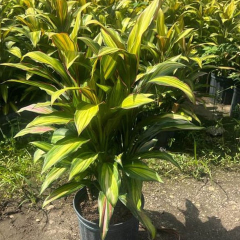 Cordyline Kiwi (Cordyline fruticosa) - PlantologyUSA - 3 Gallon