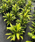 Cordyline Kiwi (Cordyline fruticosa) - PlantologyUSA - 3 Gallon