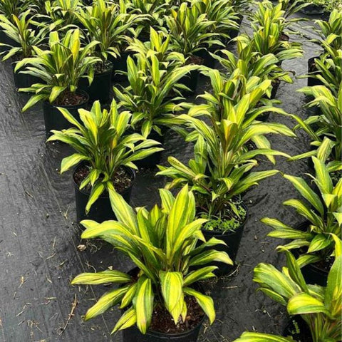 cordyline kiwi indoor plant Cordyline Kiwi (Cordyline fruticosa)