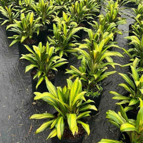 Cordyline Kiwi (Cordyline fruticosa) - PlantologyUSA - 3 Gallon