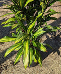 Cordyline Kiwi (Cordyline fruticosa) - PlantologyUSA - 3 Gallon