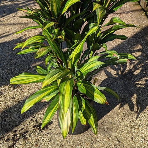 Cordyline Kiwi (Cordyline fruticosa) - PlantologyUSA - 3 Gallon