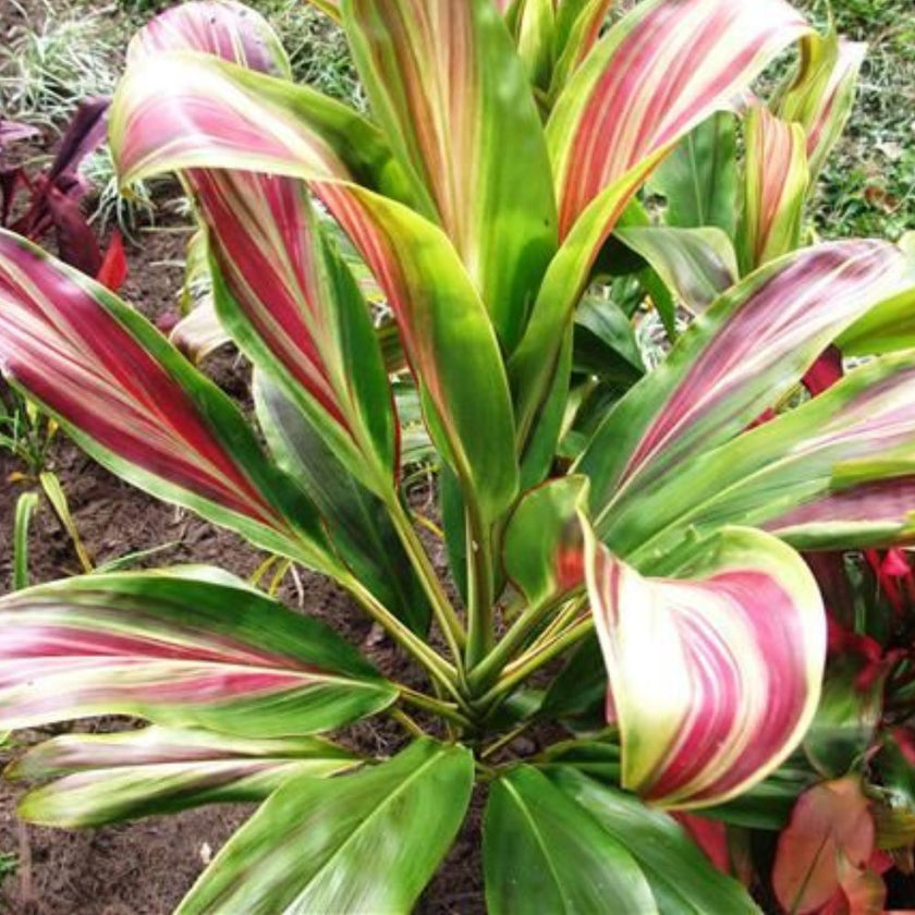 Ti Plant (Cordyline Fruticosa 'Exotica') – Plantology USA