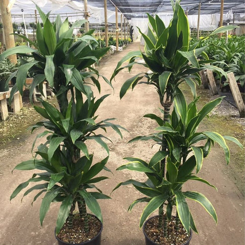 Corn Plant (Dracaena fragrans 'Carmen') - PlantologyUSA - 2-3 feet