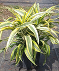 Corn Plant (Dracaena fragrans 'Lemon Lime') - PlantologyUSA - 2-3 feet