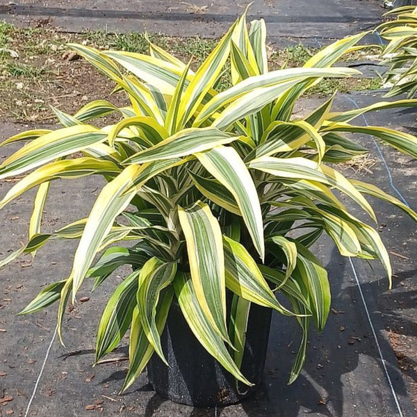 dracaena fragrans lemon lime Corn Plant for Sale