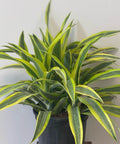 Corn Plant (Dracaena fragrans 'Lemon Lime') - PlantologyUSA - 2-3 feet