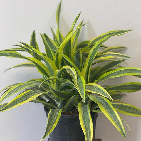 Corn Plant (Dracaena fragrans 'Lemon Lime') - PlantologyUSA - 2-3 feet