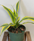 Corn Plant (Dracaena fragrans 'Lemon Lime') - PlantologyUSA - 2-3 feet