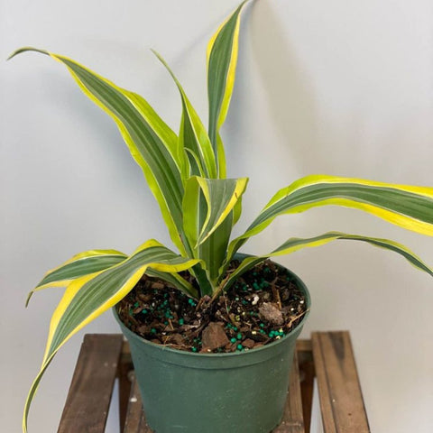 Corn Plant (Dracaena fragrans 'Lemon Lime') - PlantologyUSA - 2-3 feet