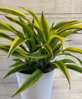 Corn Plant (Dracaena fragrans 'Lemon Lime') - PlantologyUSA - 2-3 feet