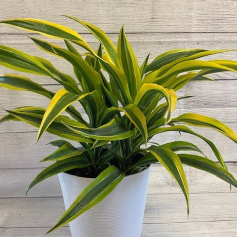 Corn Plant (Dracaena fragrans 'Lemon Lime') - PlantologyUSA - 2-3 feet