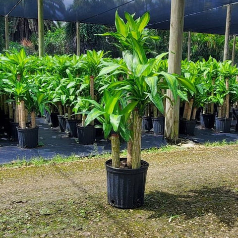 Corn Plant (Dracaena Fragrans 'Massangeana') - PlantologyUSA - 3 Gallon