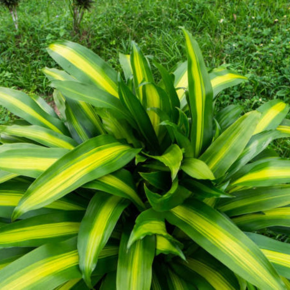 XL 3-4 ft Dracaena Fragrans - D. Massangeana Corn Plant-easy care , low 2024 light , low water-Dracaena ‘Mona Lisa’, 10” pot - Staggered height