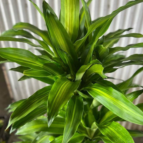 Corn Plant (Dracaena Fragrans 'Massangeana') - PlantologyUSA - 3 Gallon
