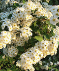 Crape Myrtle Pure White (Lagerstroemia indica) - PlantologyUSA - 3-4 feet
