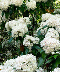 Crape Myrtle Pure White (Lagerstroemia indica) - PlantologyUSA - 3-4 feet