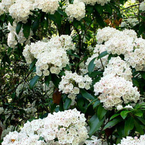 Crape Myrtle Pure White (Lagerstroemia indica) - PlantologyUSA - 3-4 feet