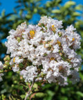 Crape Myrtle Pure White (Lagerstroemia indica) - PlantologyUSA - 3-4 feet