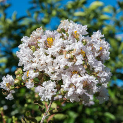 Crape Myrtle Pure White (Lagerstroemia indica) - PlantologyUSA - 3-4 feet
