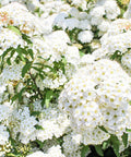 Crape Myrtle Pure White (Lagerstroemia indica) - PlantologyUSA - 3-4 feet