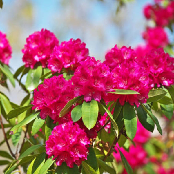 Crape Myrtle Radiant Red