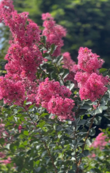 Crape Myrtle Tuscarora Pink Multi (Lagerstroemia indica)