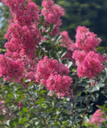 Crape Myrtle Tuscarora Pink Standard (Lagerstroemia indica) - PlantologyUSA - 3-4 Feet