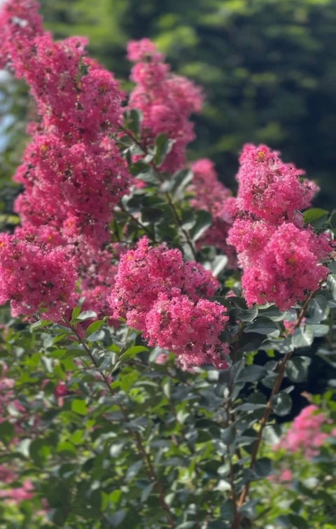 Crape Myrtle Tuscarora Pink Standard (Lagerstroemia indica) - PlantologyUSA - 3-4 Feet