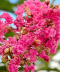 Crape Myrtle Tuscarora Pink Standard (Lagerstroemia indica) - PlantologyUSA - 3-4 feet