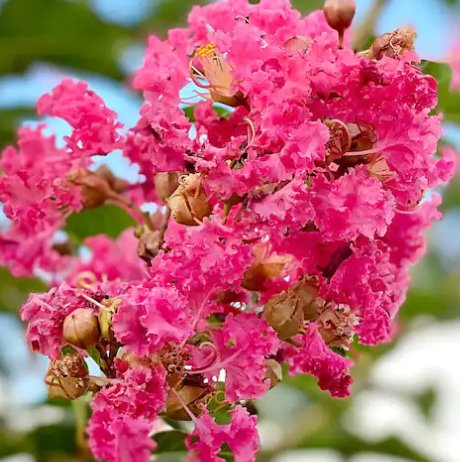 Crape Myrtle Tuscarora Pink Standard (Lagerstroemia indica) - PlantologyUSA - 3-4 feet