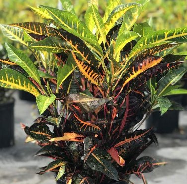 Croton AFD-5 (Codiaeum variegatum) - PlantologyUSA - Medium 14-16"