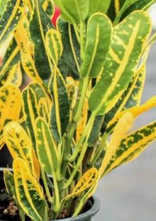 Croton Banana Yellow (Codiaeum variegatum) - PlantologyUSA - Medium 14-16"