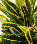 Croton Banana Yellow (Codiaeum variegatum) - PlantologyUSA - Medium 14-16"